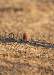 House Finch