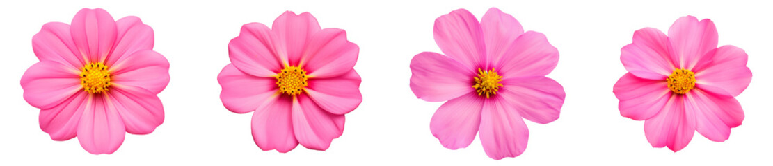 bright pink flower Primula. white isolated background with clipping path. Closeup. no shadows. yellow center. Nature.