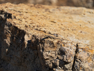Lizard on rock