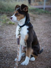 Australian Cattledog Mix