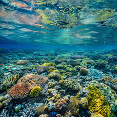 Obraz premium underwater, coral, sea, fish, reef, ocean, tropical, diving, water, nature, red, scuba, marine, blue, animal, deep, colorful, egypt, life, coral reef, aquatic, aquarium, soft coral, red sea, diver