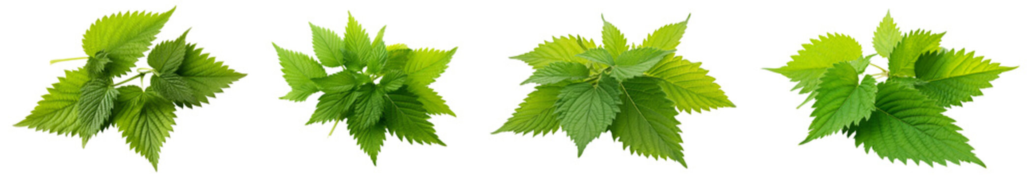 Set of fresh nettles isolated on white background