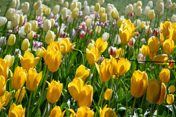 field of yellow tulips