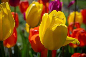 Orange and yellow tulips