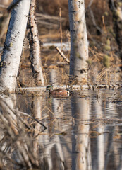 Widgeon in flooded birch forest