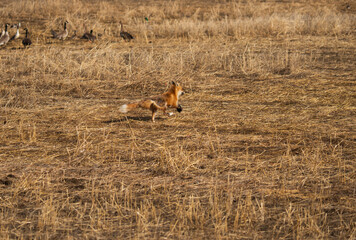 Red Fox running in field with geese