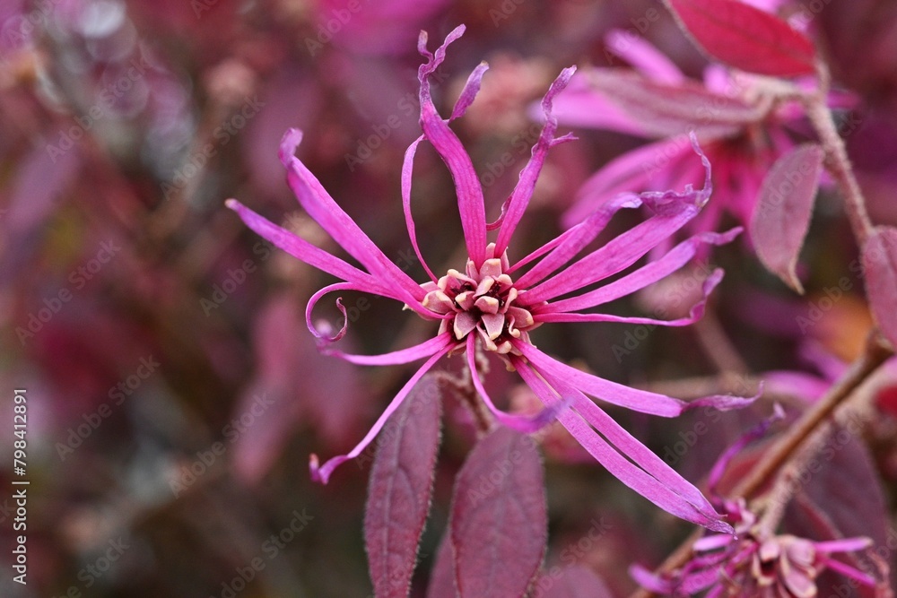 Poster Chinese fringe bush used for hedging. Hamamelidaceae evergreen tree. Blooms slender pink four-petaled flowers in early summer.