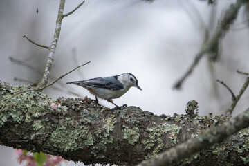 White-breasted Nuthatch Walking on a Branch