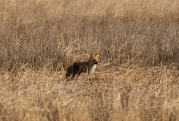 Red Fox in Alaska