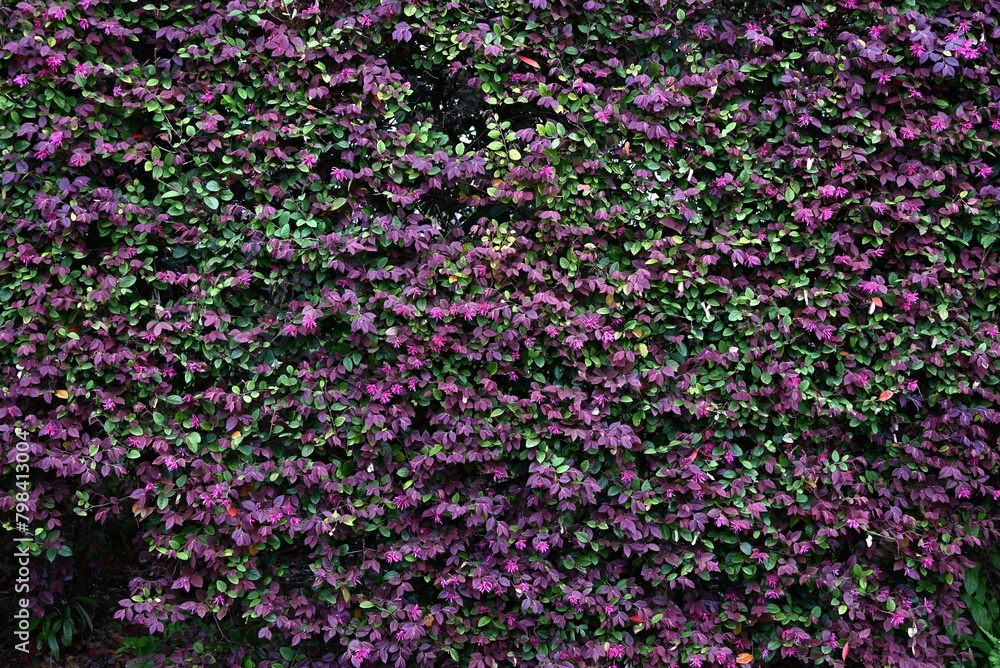 Poster Chinese fringe bush used for hedging. Hamamelidaceae evergreen tree. Blooms slender pink four-petaled flowers in early summer.