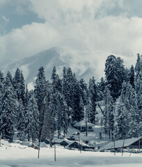 Amazing View of Snowfall in the Pine Forests of Gulmarg, Kashmir, India