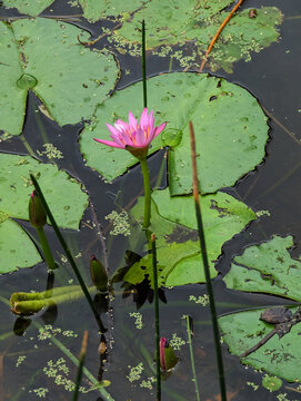 water lilies in the pond