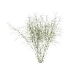 Austrostipa ramosissima, the stout bamboo grass, bushes, shrubs, evergreen, small tree, bush, tree, big tree, light for daylight, easy to use, 3d render, isolated