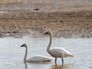 Trumpeter Swans