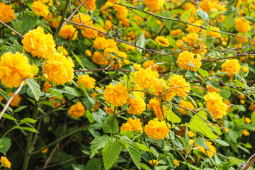 노란색 꽃 나무
yellow flower tree