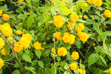노란색 아름다운 봄 꽃
yellow beautiful spring flowers