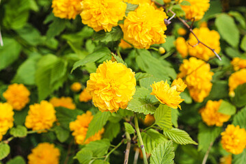 노란색 아름다운 꽃
yellow beautiful flowers