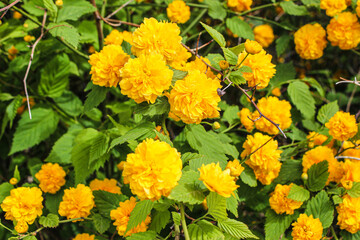 노란색 봄꽃
yellow spring flowers