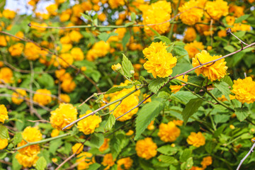 노란색 꽃 나무
yellow flower tree
