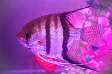 Cute small angelfish swim in the fish tank