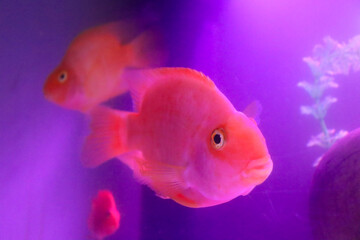 Red cute parrot fish closeup in the fish tank