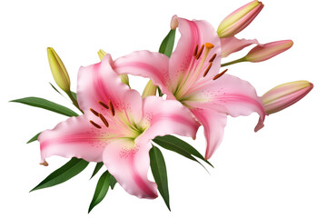 Pink lily flower bouquet isolated on white background for card and decoration