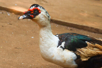 Muscovy duck bird closeup face
