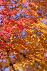 autumn leaves in the blue sky