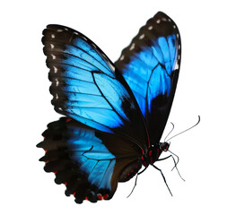 Beautiful blue-white butterfly with spread wings, set against a transparent background. Made with Generative AI Technology