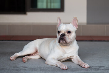 White French Bulldog laying on floor.