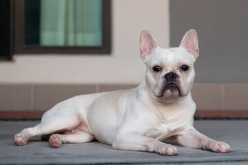 White French Bulldog laying on floor.