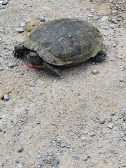 Turtle on a Road