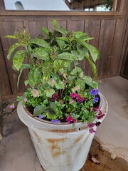 Flowers in a Planter