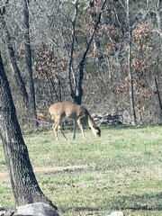 Grazing Deer