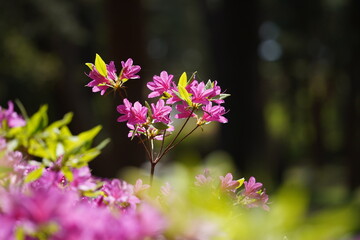 Pink azalea flowers in the garden on a sunny day.