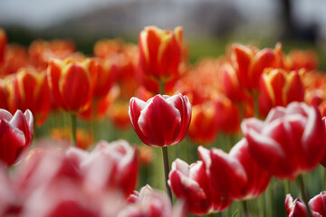 Colorful tulip flowers bloom in the spring garden. Natural floral background.