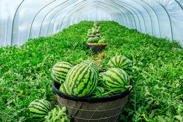 Fresh watermelon fruit just picked in the watermelon fields. Agricultural watermelon fields....
