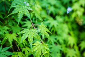 Green leaves natural background after rain. tree leaves in spring. selective focus.