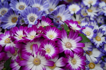 Obraz premium Colorful pastel-toned daisies are in full bloom in the garden.