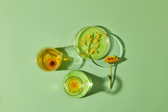 View from above of a petri dish, a beaker and an erlenmeyer flask containing oil and liquid extracted from Calendula flowers. Calendula has high amounts of flavonoids