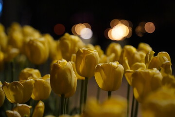 Yellow tulips in the city park at night. Selective focus.