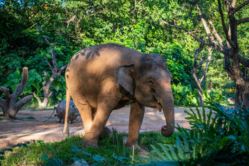 A baby elephant in the jungle