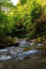 日本の涼し気な渓流の夏