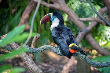 toucan in the jungle