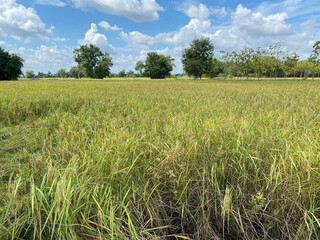 rice field with a beautiful blue sky in thailand