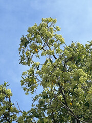yellow Devil flower or Alstonia scholaris flowers on a tree in the garden