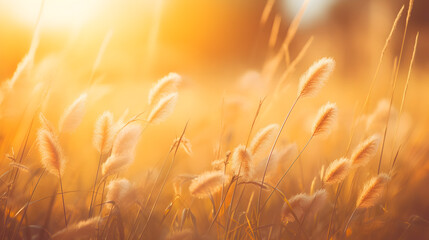 Abstract soft focus sunset field landscape