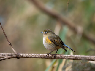 Fototapeta premium 枯れた竹の上に留まってのんびりしているルリビタキ
