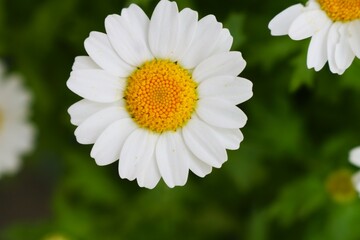 かわいい白い花　ノースポール