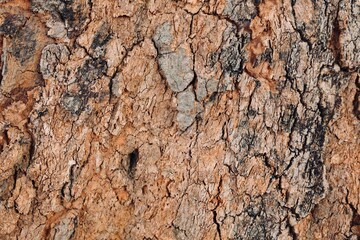 Wood texture background 